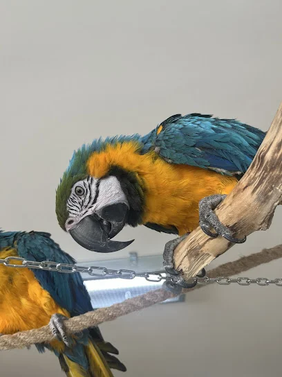 Papugarnia RIO